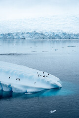Group of Gentoo penguins jumping around an ice berg in Antarctica © Michael