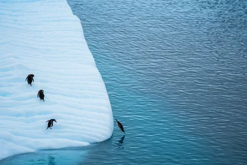Badezimmer Foto Rückwand Group of Gentoo penguins playing around on Iceberg in Antarctica © Michael