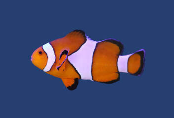 common clown fish ( fancy fish) swim in the water
