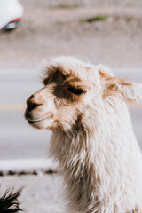 closeup of blonde llama in purmamarca