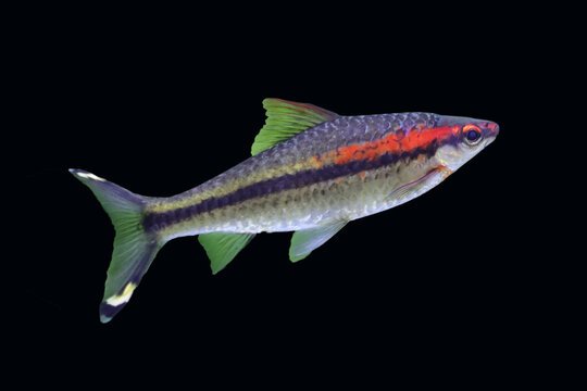 harlequin rasbora (  chprinidae ) fish in the dark