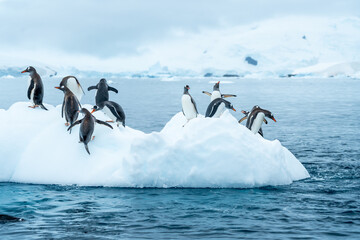 Group of Gentoo penguins jumping around an ice berg in Antarctica © Michael