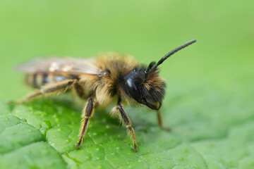 Closeup on a male yellow-legged mining bee, Andrena flavipes on a green leaf