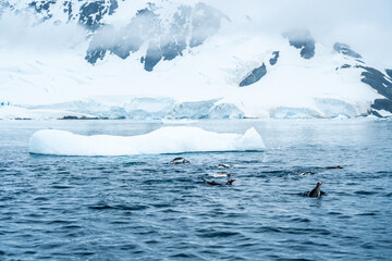 Icebergs in Antarctica on cold winters day