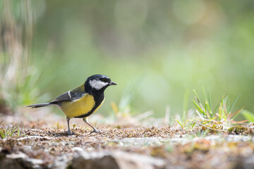 Great tit (Parus major), resting on an old stone wall covered in moss - 763518128