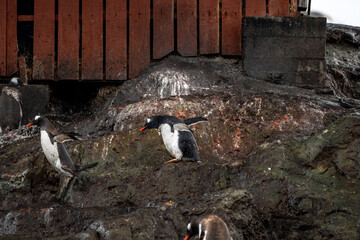 Fototapeta premium Penguins in Antarctica on icy day