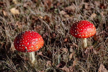 Fly Agaric or Amanita Muscaria Mushroom. Amanita mushrooms with white dots close-up in the forest.