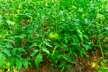 Green tomato bushes with unripe tomatoes