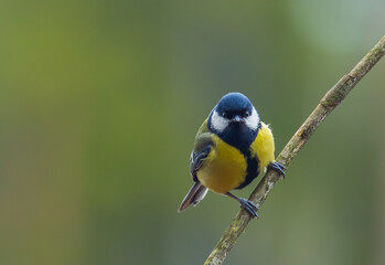 Fototapeta premium The Great tit - Parus major
