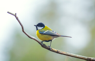 The Great tit - Parus major