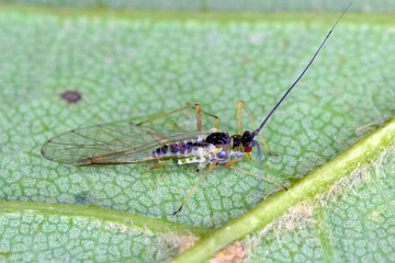 Spectacular looking aphids. Colorful plant pests.