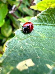 ladybird on a leaf