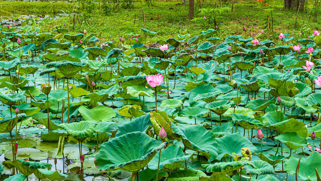 Duy Phu, Quang Nam, Vietnam: Lotus flower during the Lotus season in My Son