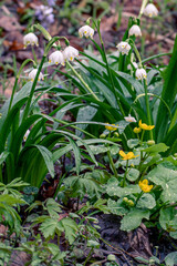 flower, spring, snowdrop, nature, plant, white, flowers, garden, blossom, leaf, bloom, macro, snowdrops, beauty, flora, season, floral, grass, winter, closeup, bud, snow, crocus, petal, springtime