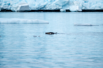 iceberg in polar regions with penguins swimming 