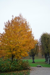 Naklejka premium Vibrant and tranquil nature in Denmark