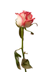 Obraz premium Pink and white beautiful rose isolated on a white background.