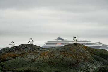 Penguins in the Falkland Islands