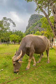 Vietnamese buffalo grazing in Ninh Bihn, Vietnam