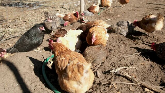 Organic raised hens wallowing or digging in dirt or soil and fighting over spot as animals sun bathing while being cage free held in back yard enclosure.