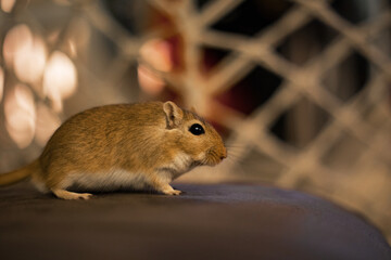 A small brown Mongolian desert racing mouse.