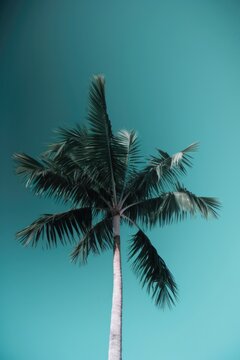 A palm tree is standing tall in front of a blue sky
