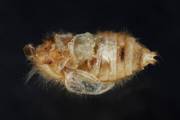 Beetle pupa on a black background.