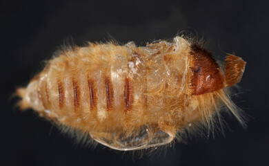 The pupa of a beetle of the family Dermestidae (skin beetles) on a black background.