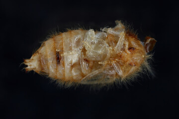 Pupa of a beetle of the family Dermestidae (skin beetles) genus Attagenus on a black background.