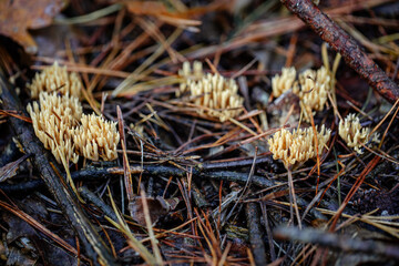 The largest beauty horn (Calocera viscosa) is a species of mushrooms from the dacrymycetaceae family.