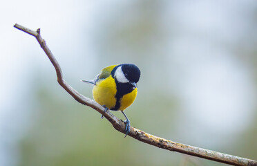 Fototapeta premium The Great tit - Parus major