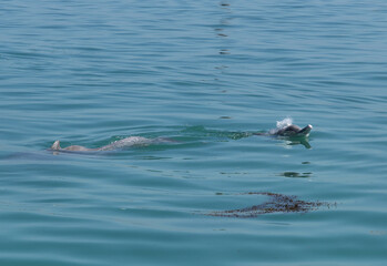 A pair of Dolphin emerging out of water near Aldar island in the eastern coast of Bahrain