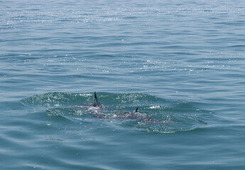 Dolphins wimming  in the water near Aldar island in the eastern coast of Bahrain