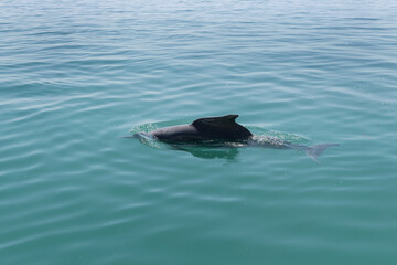 Fototapeta premium A Dolphin emerging out of water near Aldar island in the eastern coast of Bahrain