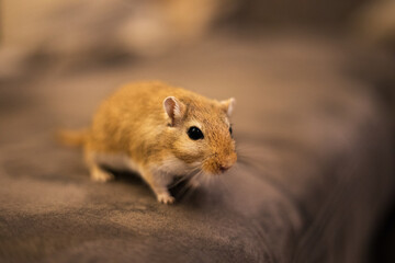 Naklejka na ściany i meble A small brown Mongolian desert racing mouse.