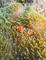 A small clown fish is hiding in a sea anemone