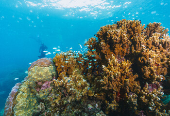 A coral reef is teeming with life, including a man swimming in the water