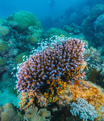 A colorful coral reef with a large pink flower in the middle
