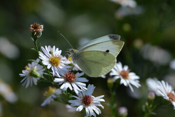 le papillon et les marguerite