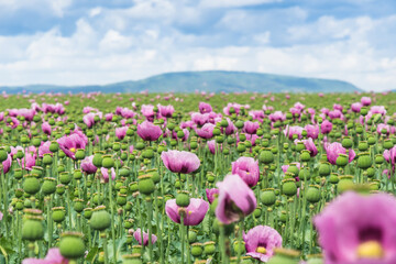 Field of pink opium poppy, also called breadseed poppies