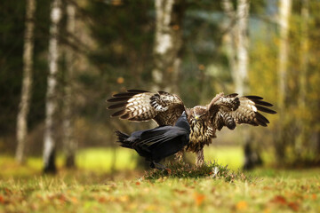 Fototapeta premium Common buzzard (Buteo buteo) and common raven (Corvus corax) together in one place fighting for the carcass
