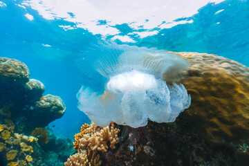 A jellyfish is floating in the ocean near a coral reef
