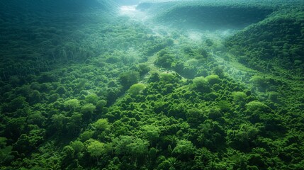 Naklejka na ściany i meble Aerial View of Lush Green Forest Canopy