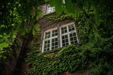 Ivy-Covered Building with Vintage Window