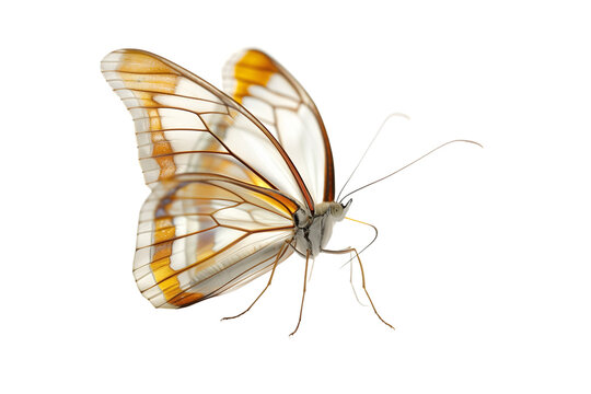 Transparent Glasswing Butterfly - Isolated on Transparent White Background PNG
