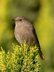 Black redstart female