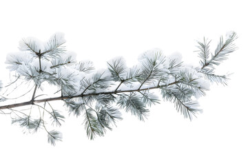 Ethereal Pine Branch - Isolated on Transparent White Background PNG
