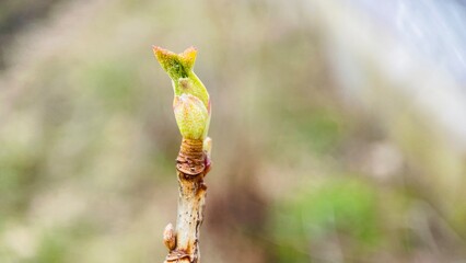spring, currant branch,bud knotweed blossoms, everything comes to life, flowering, macro, close up, fruit trees blossoms, comes to life