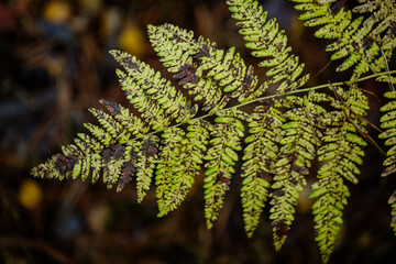 Beautifull ferns leaves greenand yellow foliage natural floral fern background in sunlight glare of light on the leaves