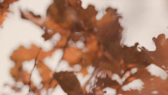 Oak Tree Leaves In Autumn. Abstract Background Of Autumn Leaves. Oak Leaves In Autumn Autumn Oak Leaves In Sun.